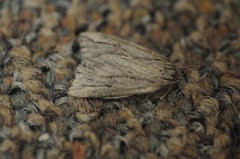 Catabena lineolata