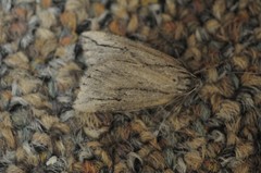 Catabena lineolata
