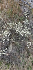 Pimelea concinna