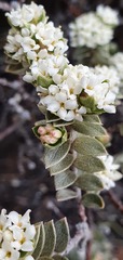 Pimelea concinna