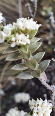 Pimelea concinna