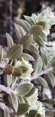 Pimelea concinna