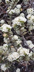 Pimelea concinna
