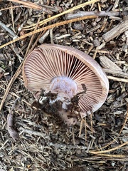 Cortinarius compressus