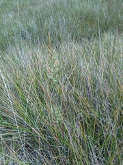 Calamagrostis ophitidis