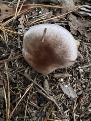 Cortinarius compressus