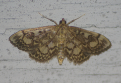 Anania coronata