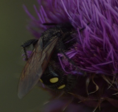 Campsomeris bistrimacula