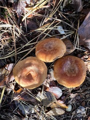 Lactarius proximellus