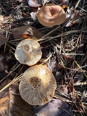 Lactarius proximellus