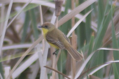 Pseudocolopteryx citreola