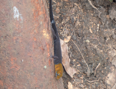 Gonatodes albogularis fuscus