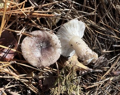 Russula sericeonitens