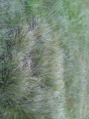 Calamagrostis ophitidis