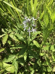 Amsonia repens