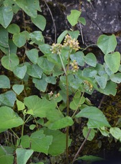 Schistocarpha eupatorioides