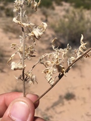 Euploca convolvulacea