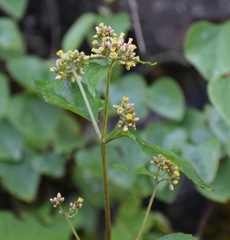 Schistocarpha eupatorioides