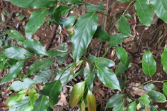 Cryptocarya erythroxylon
