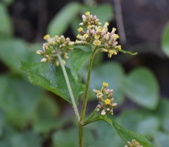 Schistocarpha eupatorioides
