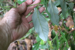 Cryptocarya erythroxylon