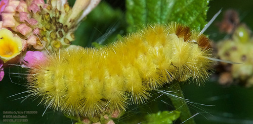 Santa Ana Tussock Moth photo 3