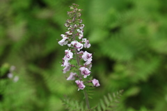 Pedicularis davidii