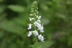 Pedicularis davidii