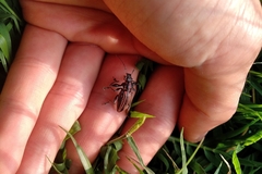 Naupactus rivulosus