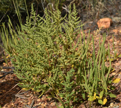 Dysphania rhadinostachya