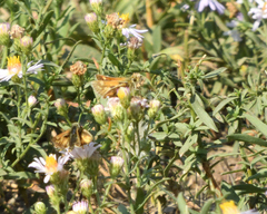 Ochlodes sylvanoides omnigena