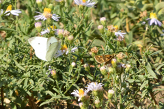 Ochlodes sylvanoides omnigena