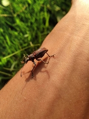 Naupactus rivulosus