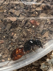 Camponotus sansabeanus