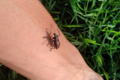 Naupactus rivulosus