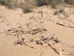 Euploca convolvulacea