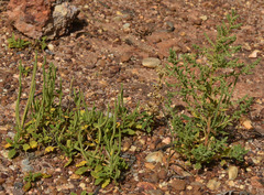 Dysphania rhadinostachya