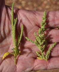 Dysphania rhadinostachya