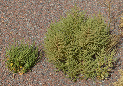 Dysphania rhadinostachya