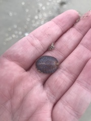 Crepidula convexa