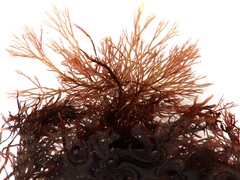 Ceramium virgatum