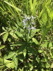 Amsonia repens
