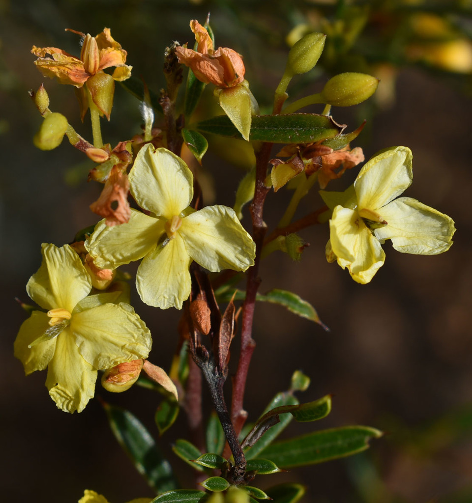 Labichea rupestris