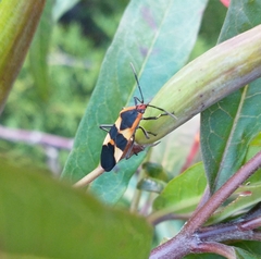 Oncopeltus fasciatus