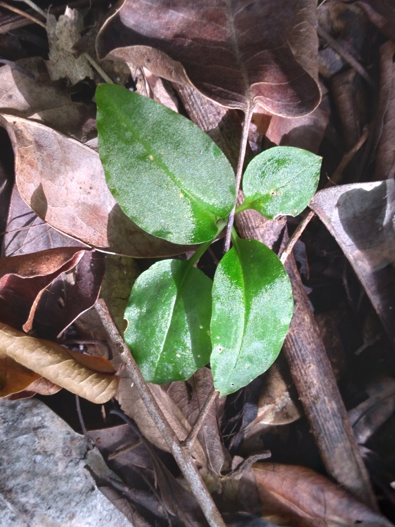 Beloglottis costaricensis