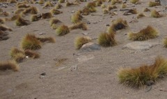 Festuca chrysophylla