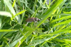 Naupactus rivulosus