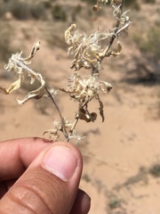 Euploca convolvulacea