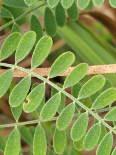 Image of Dalea carthagenensis by (c) Scott Ward, some rights reserved (CC BY)