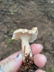 Cantharellus subalbidus